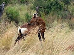 090516_Pilanesberg 082